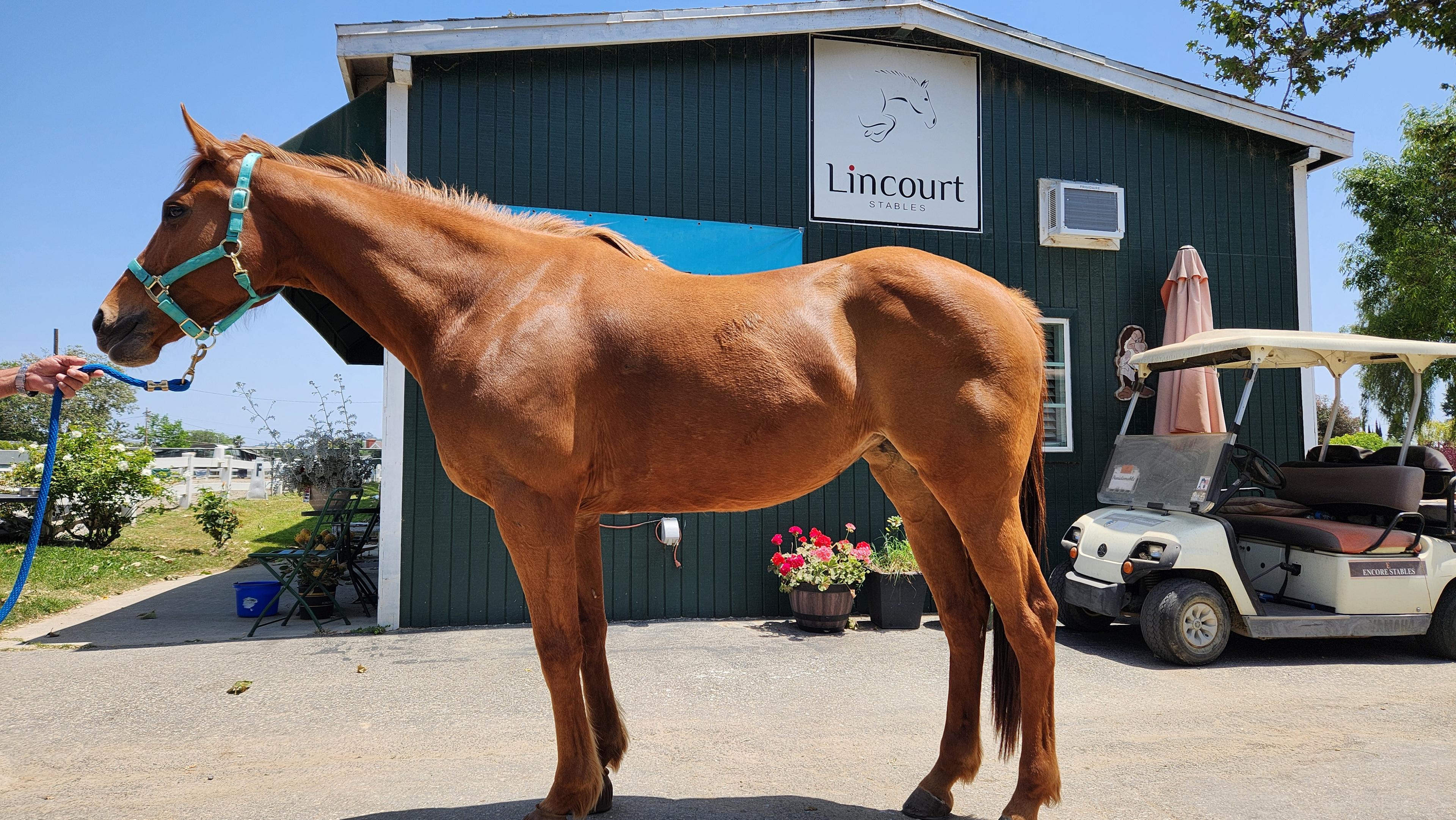 OTTB chestnut mare for pleasure, dressage and hunters for lease