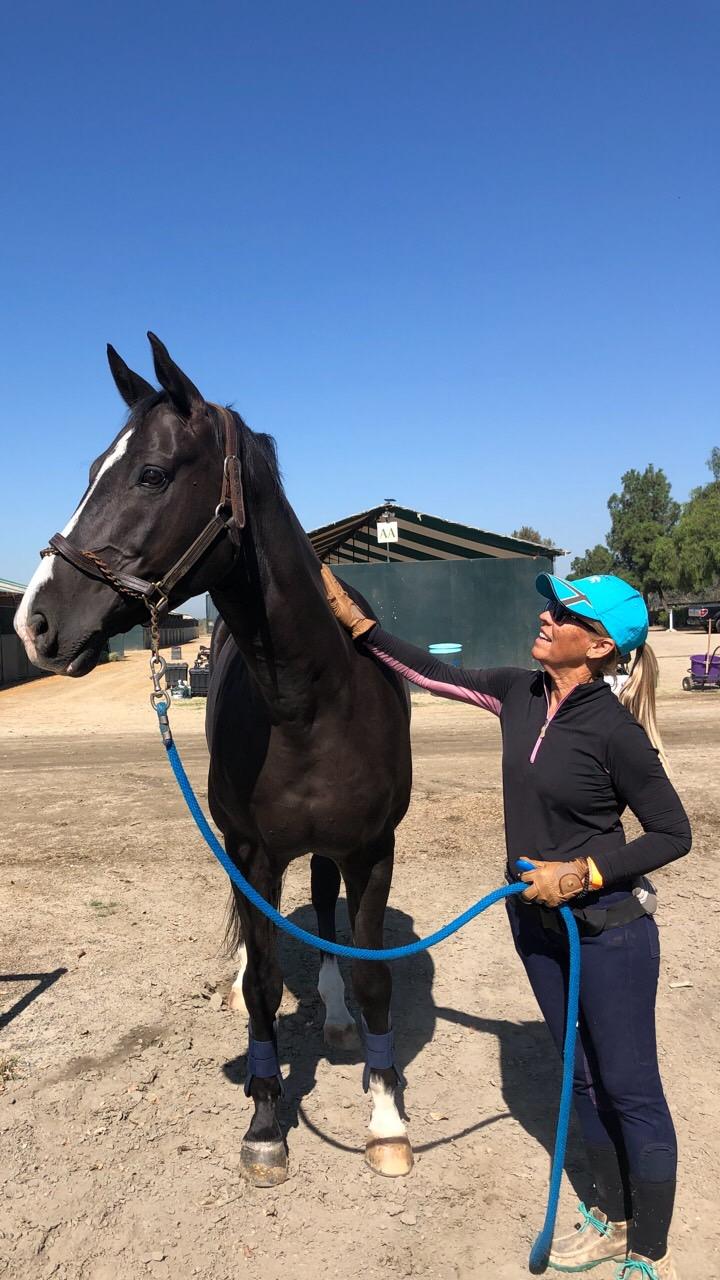 Horse Trainer with Black Hanovarian Horse