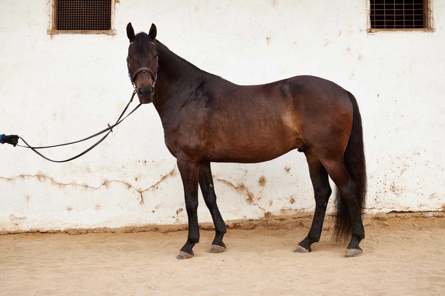 Friesian cross gelding for sale in front of white wall