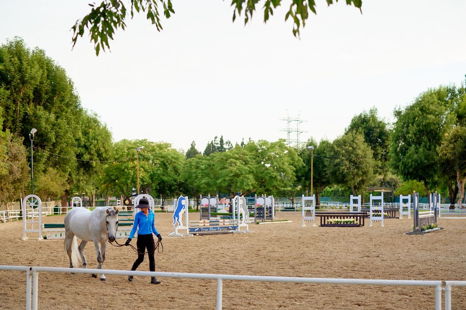 Danilo being led around Ring 1 at Paddock Riding Club