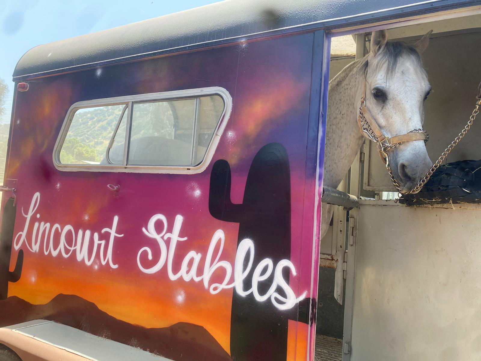 Gray horse looks out the window of a brightly painted horse trailer owned by Lincourt Stables in Los Angeles 