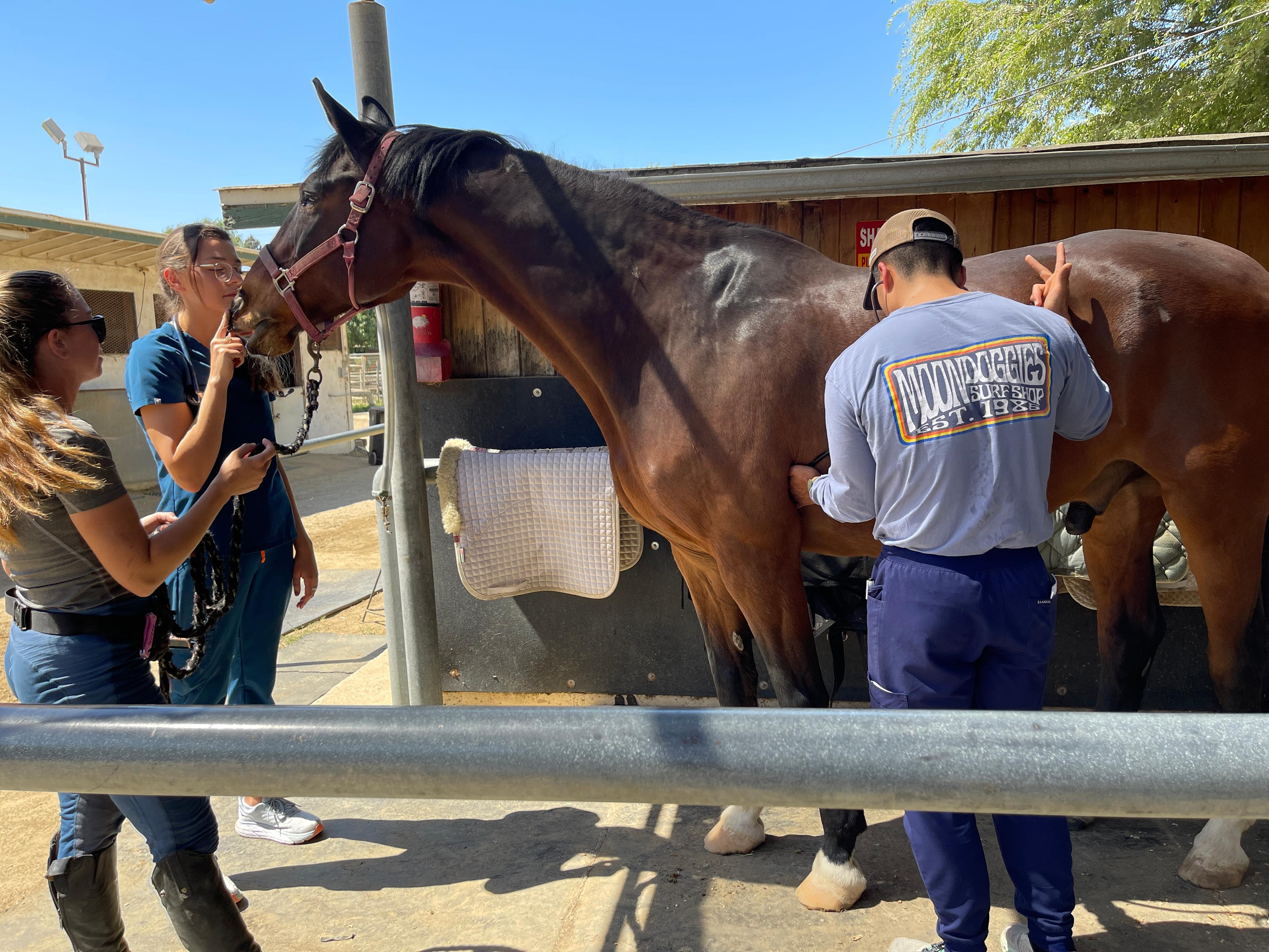 Equine exam equine health care veterinary students